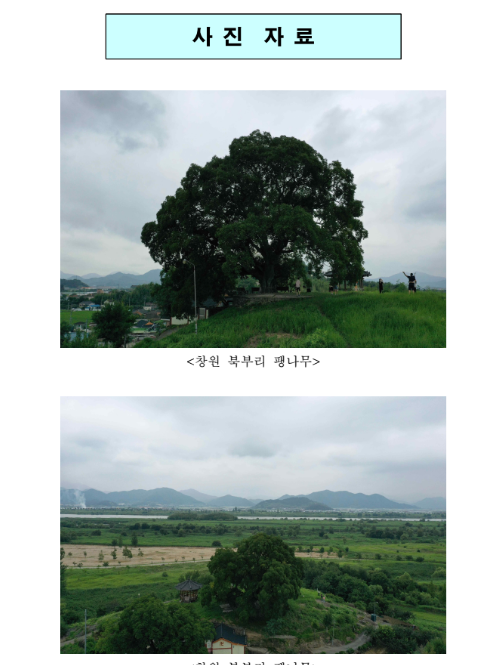 이상한 변호사 우영우 팽나무 실제 천연기념물 지정조사(문화재청, 현장조사해 천연기념물 지정 여부 검토 예정) 이상한 변호사 우영우 팽나무 실제 천연기념물 지정조사(문화재청, 현장조사해 천연기념물 지정 여부 검토 예정)