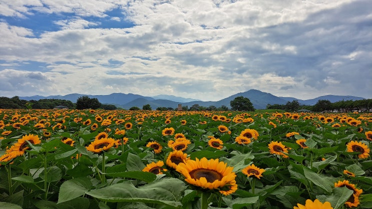  경주 해바라기 명소 3탄, 첨성대 해바라기