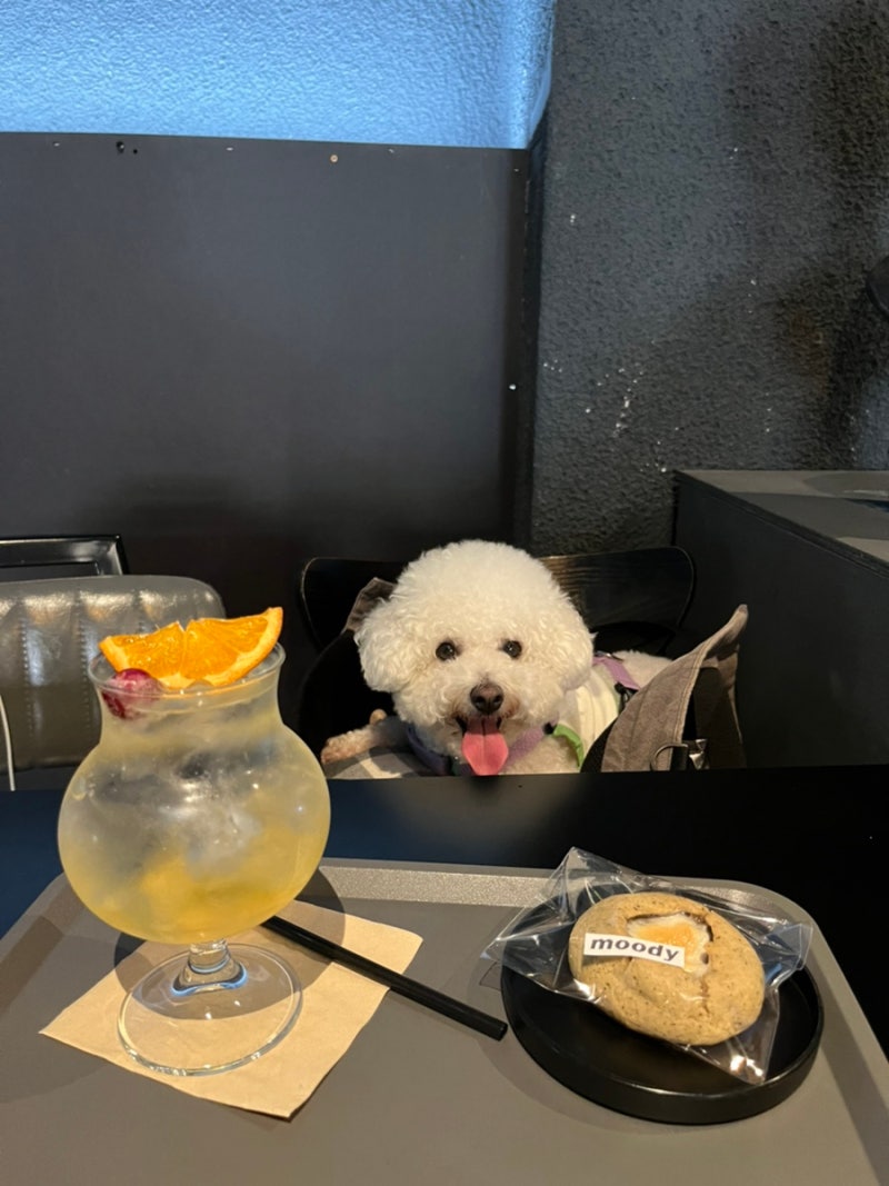 대구 달서구 이곡동 애견 동반 카페 \u003c무디 moody\u003e : 네이버 블로그, image size:800x1067