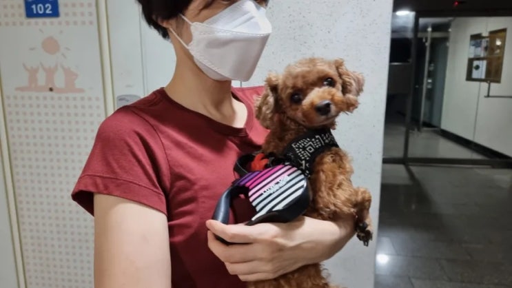  강아지 사회성 기르기 산책 훈련 우리집 막둥이 겁쟁이 푸들 여름이 개 만들기 프로젝트