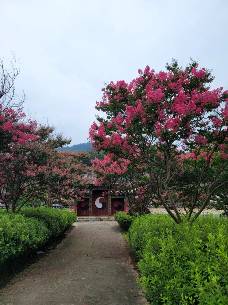  논산여행) 배롱나무와 함께하는 종학당 노성향교(명재고택)