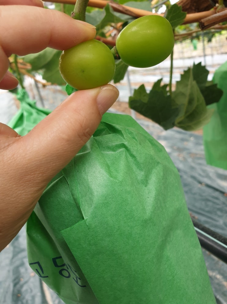  [연동하우스] 샤인머스켓 연화기