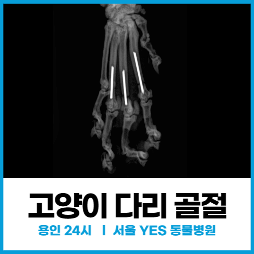  [외과] 고양이 다리 골절 수술, 고양이가 갑자기 다리를 절 때 (용인 죽전 고양이동물병원)