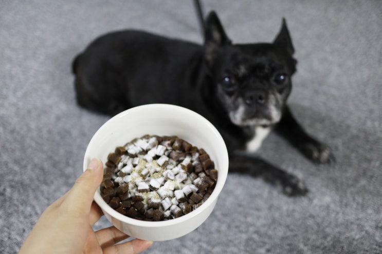  강아지 비만으로 약해진 관절 관리중이에요