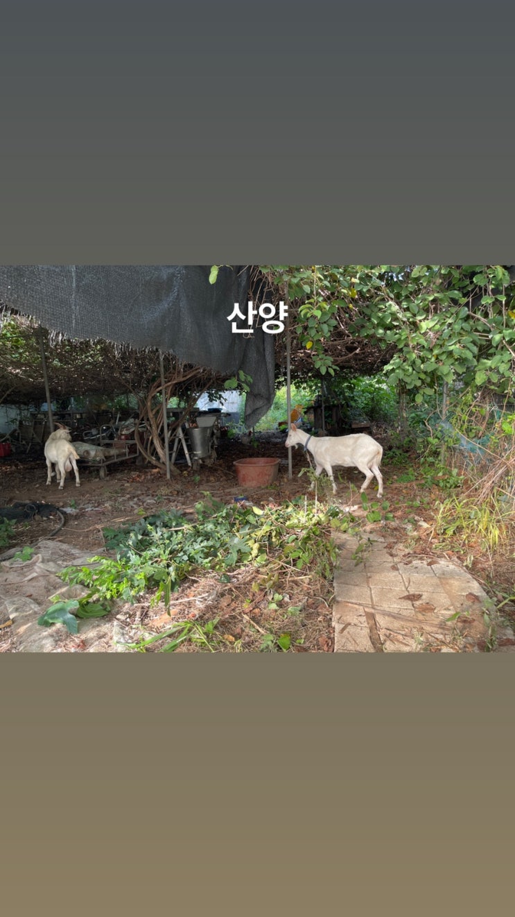  산양