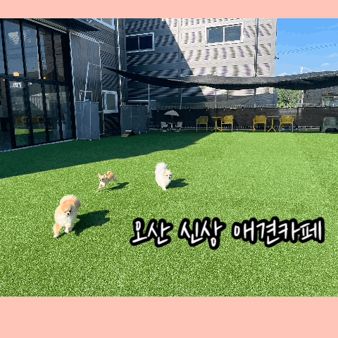  [오산/동탄인근 애견카페] 운동장 넓직,실내매트완비 신상강아지동반카페 런독