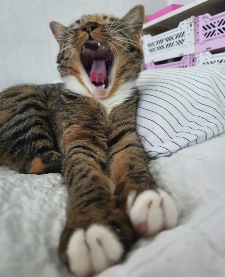  밤 고양이 아리