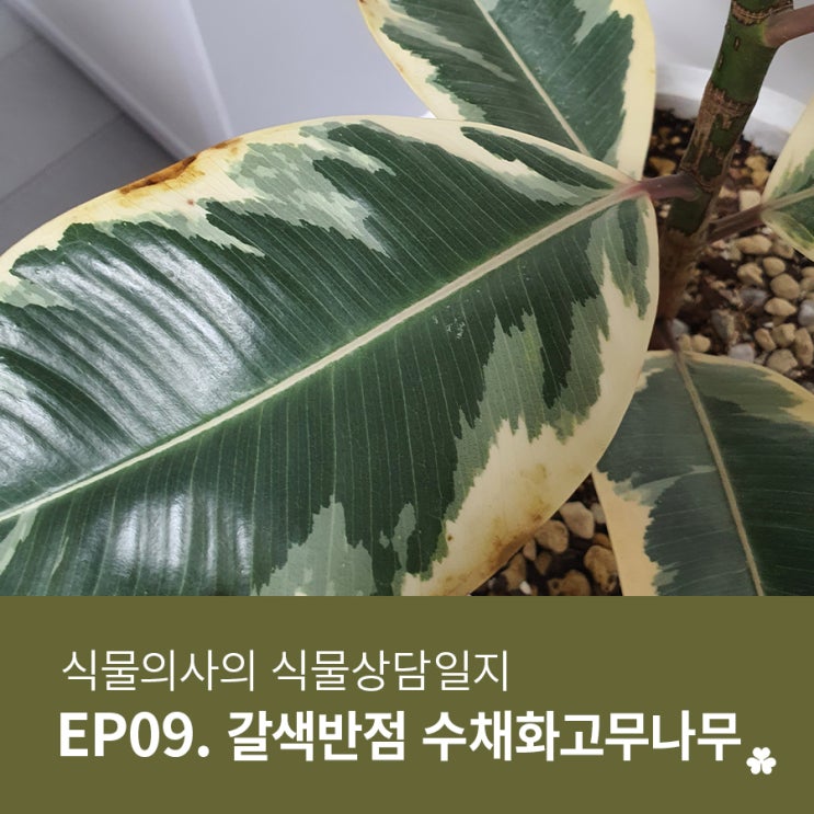 [우리식물병원]식물의사의 식물상담일지(갈색반점이 생긴 수채화 고무나무/고무나무키우기)