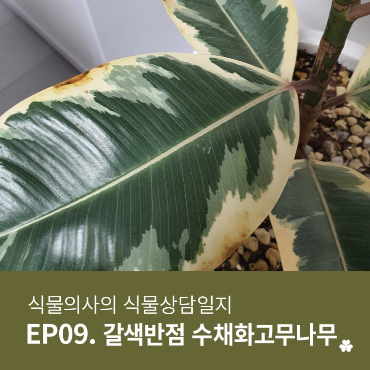  [우리식물병원]식물의사의 식물상담일지(갈색반점이 생긴 수채화 고무나무/고무나무키우기)