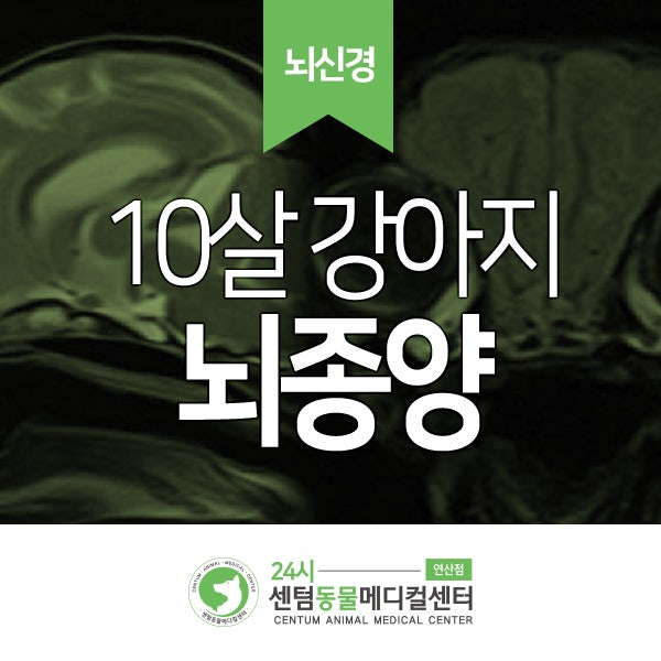  10살 푸들의 발작과 침흘림 증상 <강아지 뇌종양> Meningioma (뇌수막종) (부산 센텀동물메디컬센터 연산점)