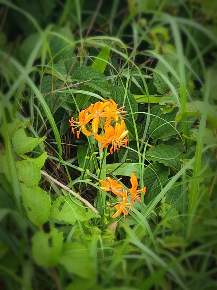  전북 장수 팔공산 등산로에서 만난 꿩의 비름, 하늘말나리