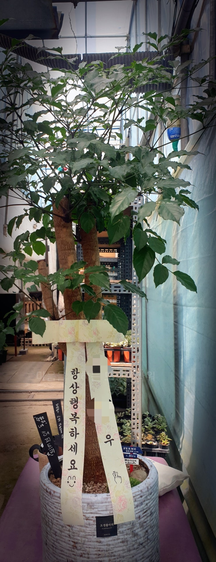  집들이 선물하기 좋은 해피 트리 화분 전주 도경 플라워