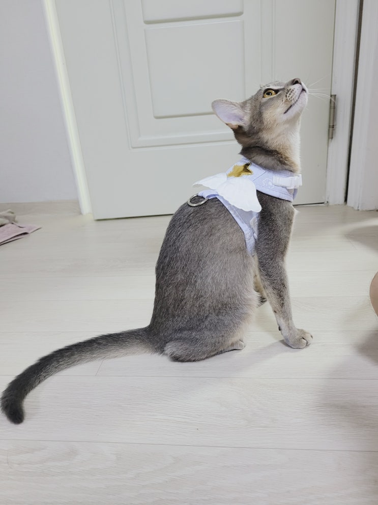  고양이 하네스 착용하기! 천사같은 블루