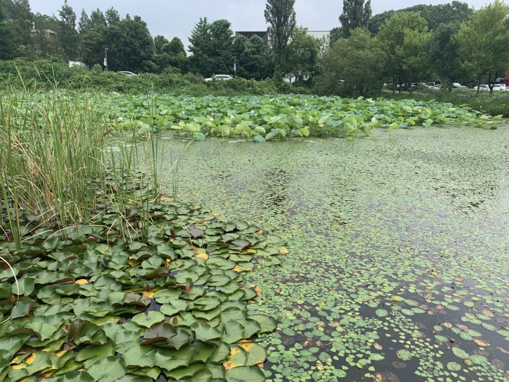 파주 헤이리마을 지도 따라서 갈대광장 데이트 다녀오기 파주 헤이리마을 지도 따라서 갈대광장 데이트 다녀오기
