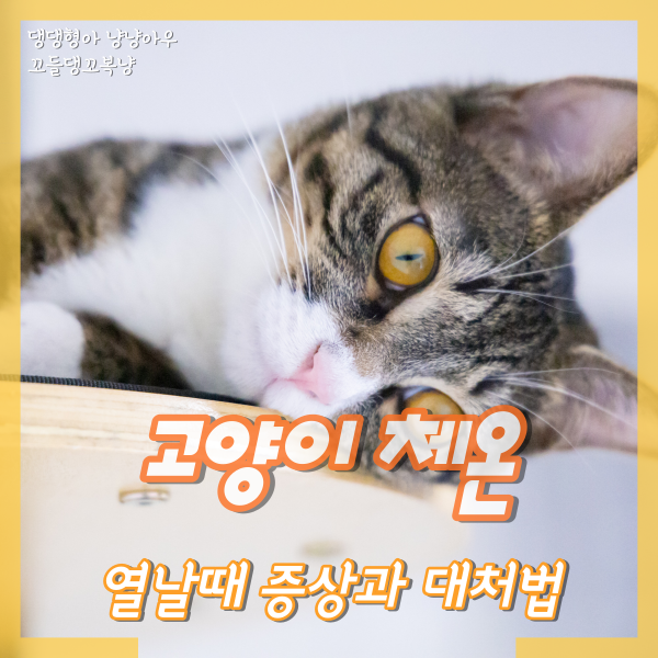  고양이체온, 정상 온도와 열날때 증상