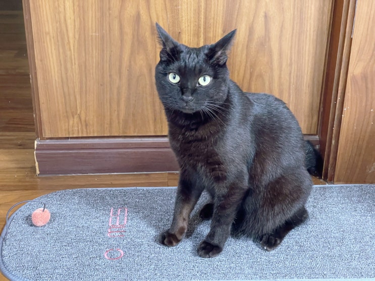  반려묘 고양이 스크래쳐 매트 추천 코메스