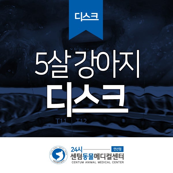  5년령 닥스훈트 <강아지 디스크> 진단, 수술에서 재활까지 (부산 강아지 디스크 전문 동물병원, 24시 센텀동물메디컬센터 연산점)
