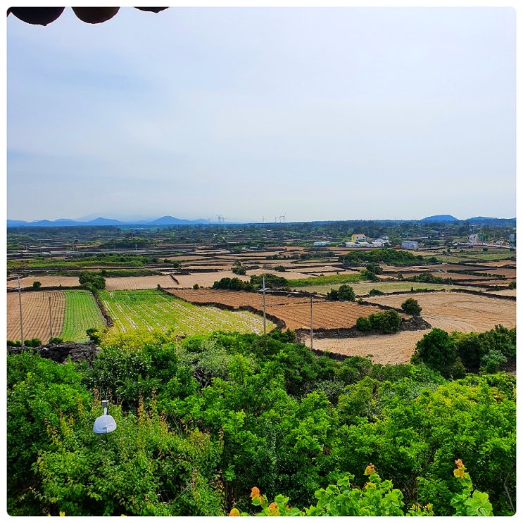  제주도 동쪽 일몰명소 제주 행원리 행원 연대봉 공원 흑룡만리 제주 밭담
