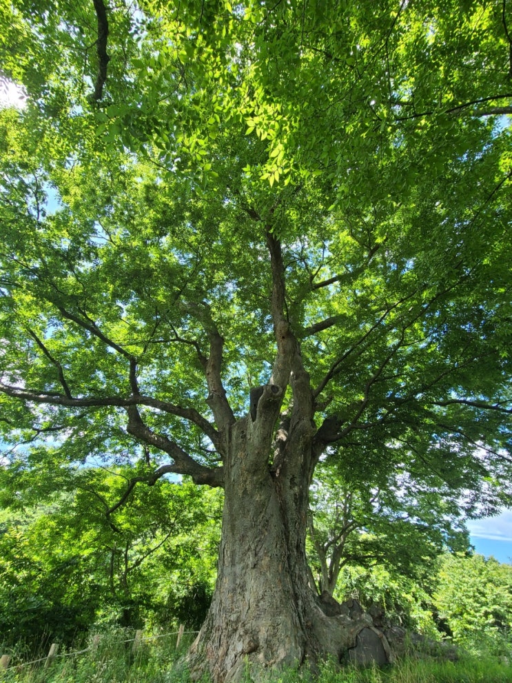 장수 가볼 만한 곳, 장수 봉덕리 느티나무(천연기념물)