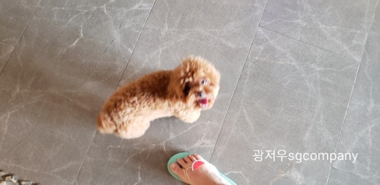  쿠키랑 양장 여행 애견동반 가능카페 :)