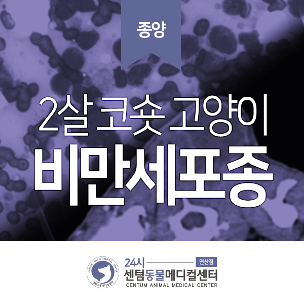  피부 진물 2세 코리안숏헤어 <고양이 비만세포종> (cutaneous mast cell tumor) (부산 센텀동물메디컬센터 수영점 고양이 동물병원)