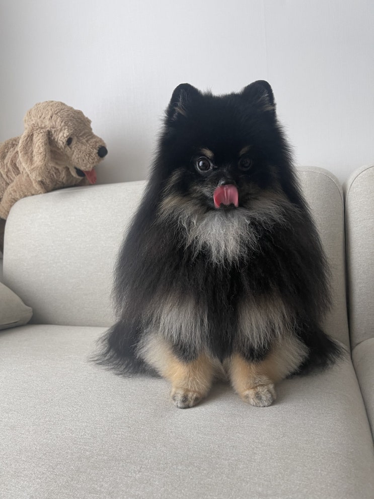  포메라니안 ( Pomeranian) 블랙탄 / 포메블랙탄 / 1살후추