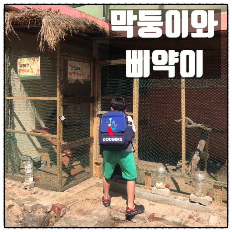 막둥이 초등학교 삐약이네집과 연못 친구들 막둥이 초등학교 삐약이네집과 연못 친구들
