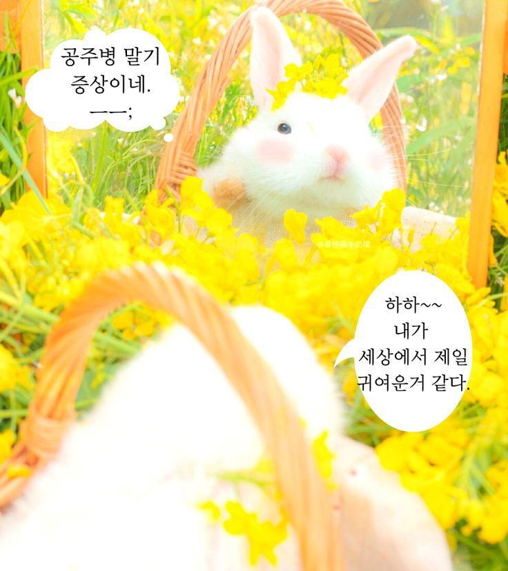  좋은 짧은 추천 외국시 모음 :헤르만 헤세 시 " 꿈" , 오늘의 짧은 인생 감동 명언 모음 365 ,웃긴 말풍선짤.동물밈