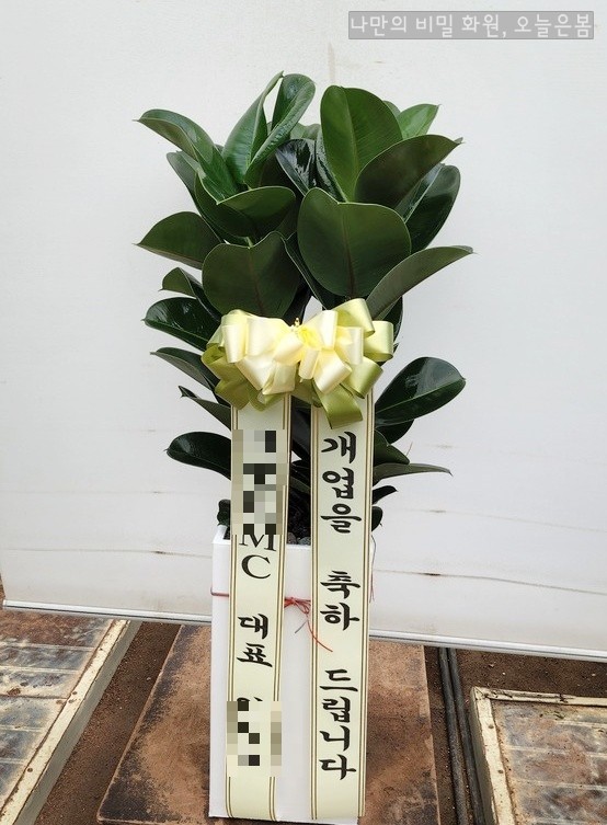 광주개업화분 공기정화식물 관리하시쉬운 인도고무나무 광주화분배달 광산구 진곡동 첨단동 평동 꽃집 오늘은봄!