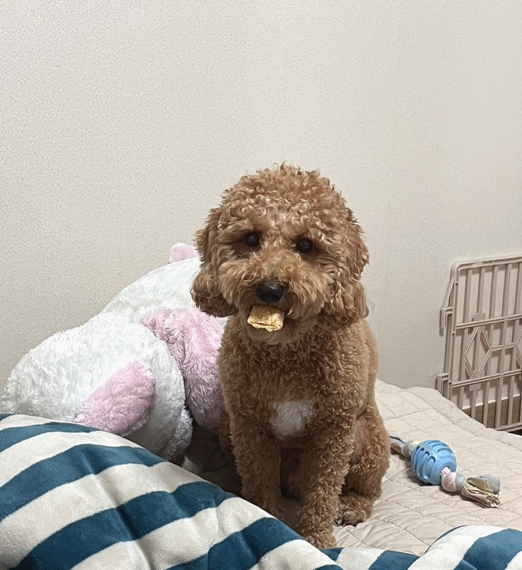  푸들 개껌 추천/간식과 치석제거를 동시에! 오래씹는 개껌 :: 윗츄