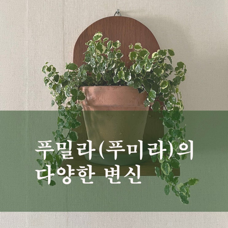  푸밀라(푸미라) 키우기, 가지치기, 물꽂이