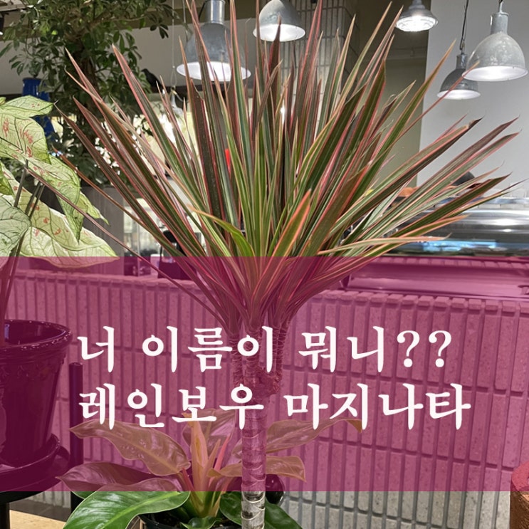  마이알레에서 식물 들여오기 (레인보우 마지나타 )