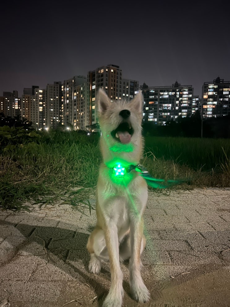  강아지 인식불, 러프웨어 더 비콘 세이프티 라이트