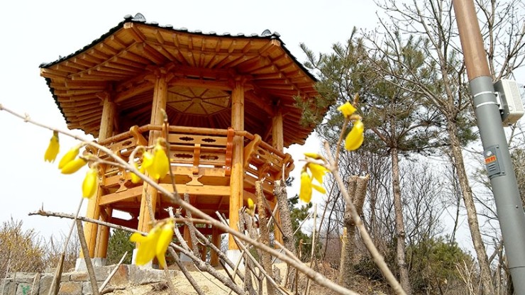  걷고 사랑하며 #203: 2부로 머리를 자른 고은산(Goeunsan Mountain) 개나리(Korean Forsythia)