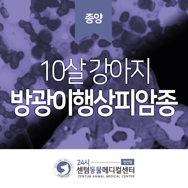  10살 강아지 <방광이행상피암종> (부산 반려동물 종양 치료 동물병원, 센텀동물메디컬센터 연산점)