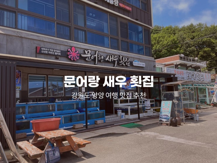  양양 횟집 싱싱한 돌참치와 광어회 맛을 잊을 수 없는 쏠비치 맛집