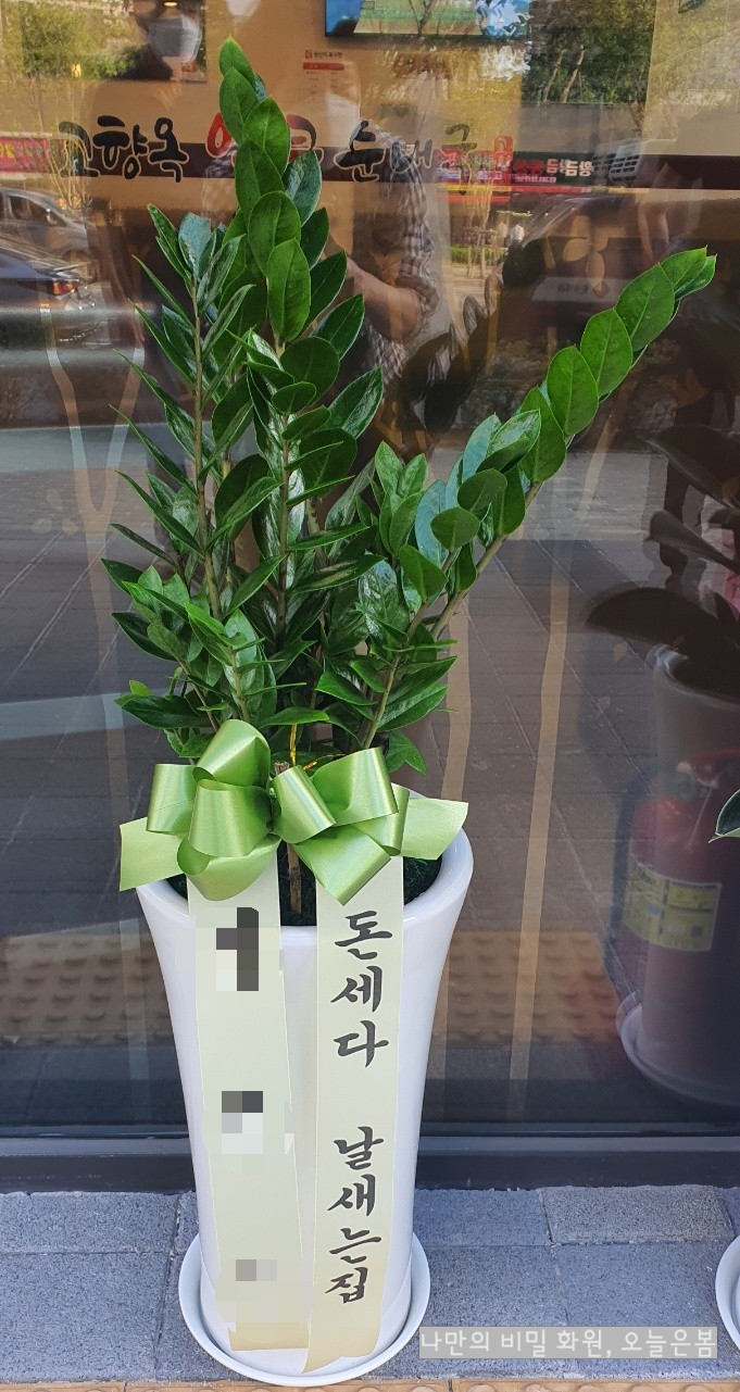  인천개업화분 금전수 풍성하게 제작하고 신속하게 배송해드리는 인천화분배달 중구 영종동 월미도 신포역 꽃집!