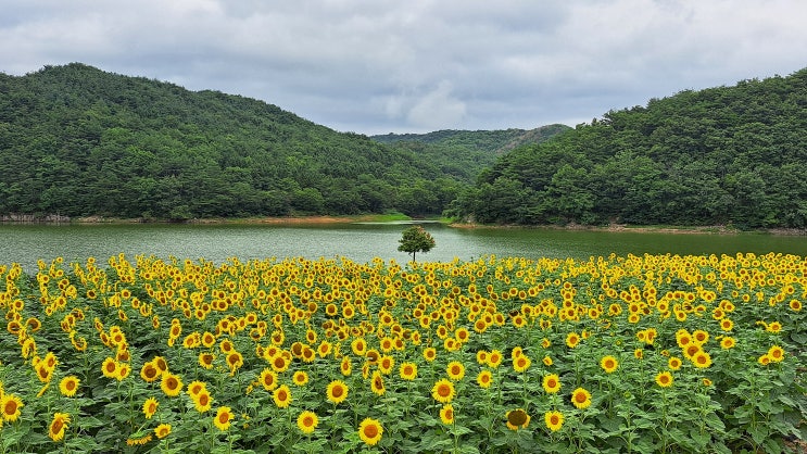  경주 해바라기 명소 4탄, 카페 바실라 해바라기