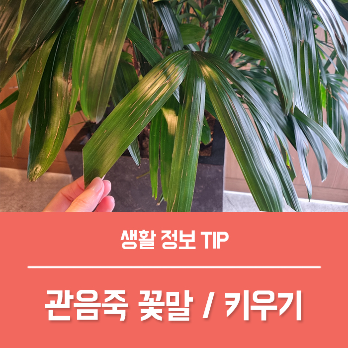  관음죽 꽃말 관음죽 분갈이 키우기
