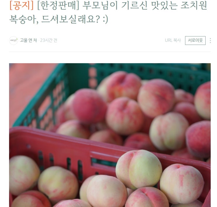 (소개) 꿈블 고울연차님의 부모님이 직접 수확하신 조치원 복숭아 한정 판매!!! (소개) 꿈블 고울연차님의 부모님이 직접 수확하신 조치원 복숭아 한정 판매!!!