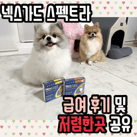  한달에 한번 꼭 챙겨줘야하는 내외부 구충제 넥스가드 스펙트라 가격 및 후기