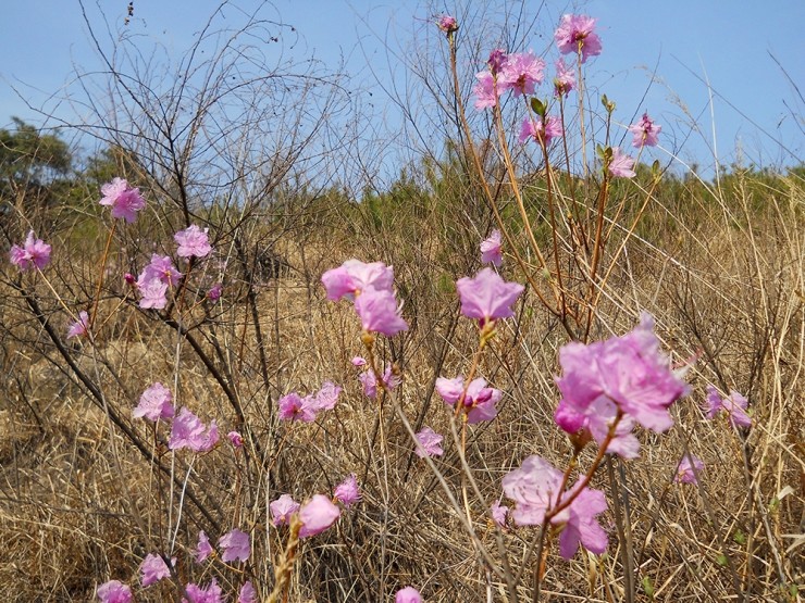  걷고 사랑하며 #205: 서대문구 홍제동 고은산(Goeunsan Mountain)의 진달래(Korean rhododendron)