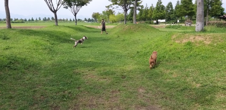  반려견과 오후의 여유