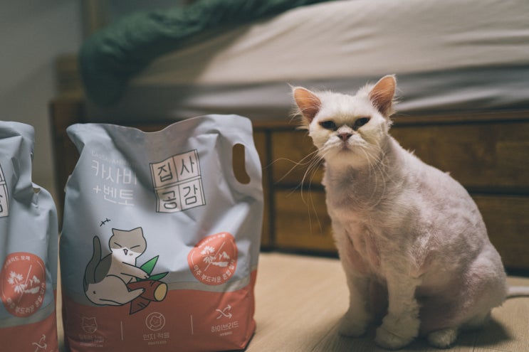  집사공감모래 카사바와 벤토나이트의 만남