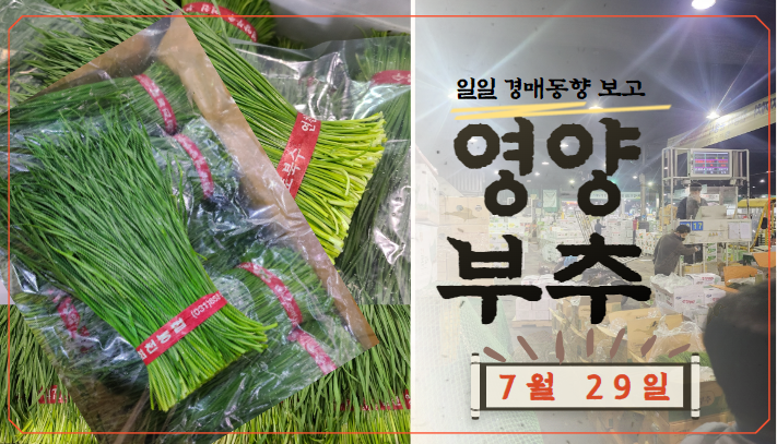 [경매사 일일보고] 가락시장 7월 29일자 "영양부추" 경매동향을 살펴보겠습니다!