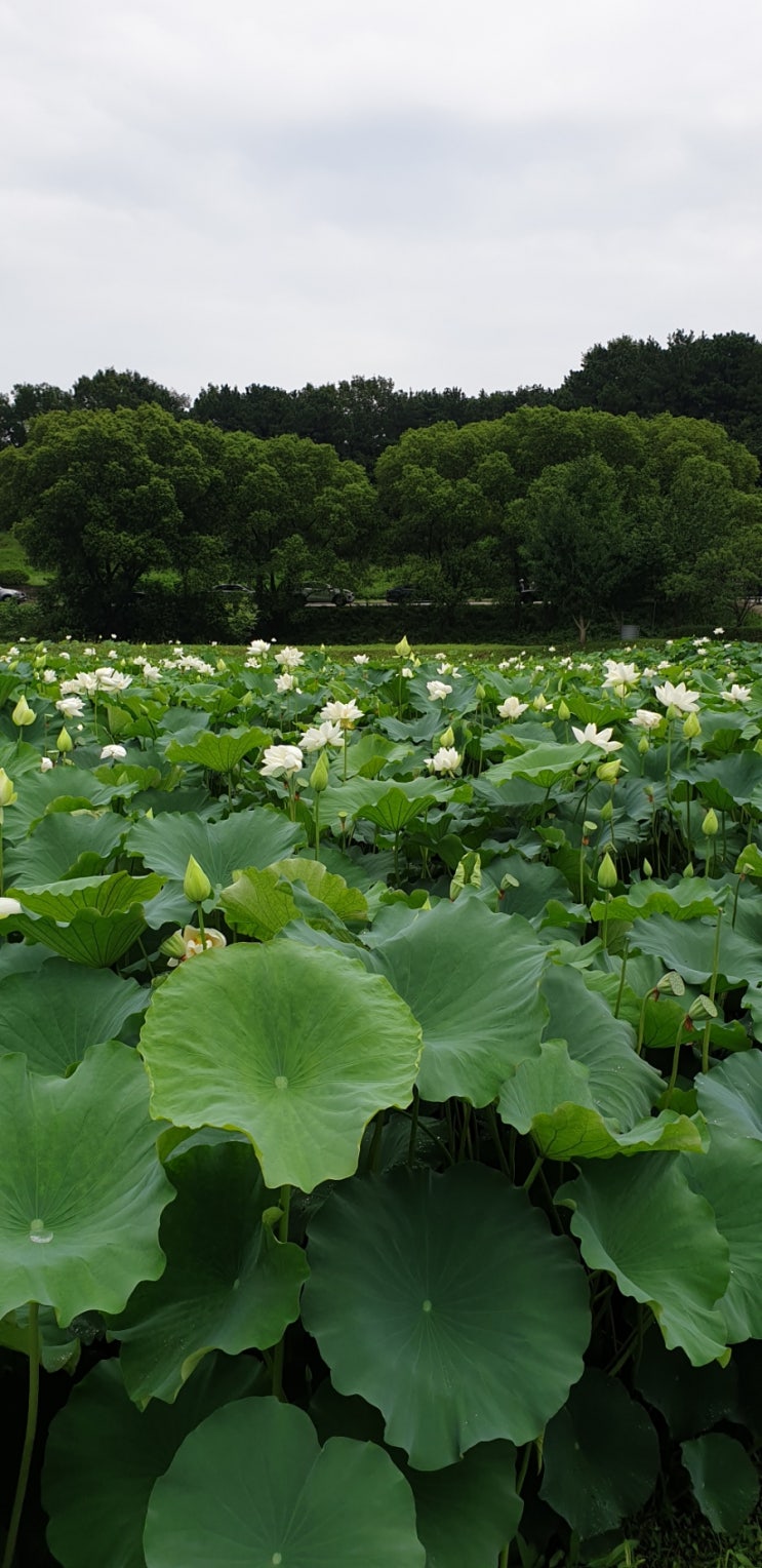  7월 넷째 주 주간일기