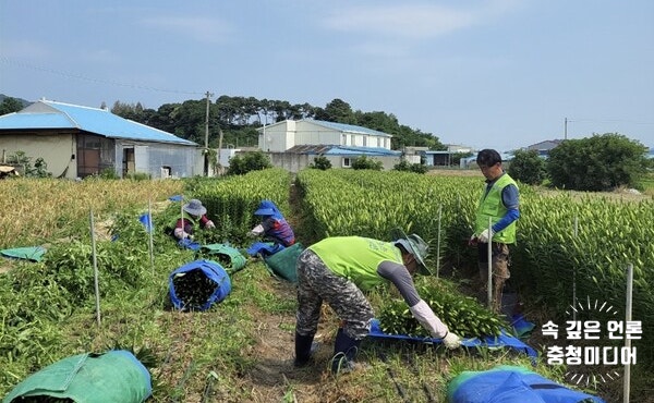 진천군 생산적 일손 긴급지원반, 농가 인력 해소 ‘맹활약’