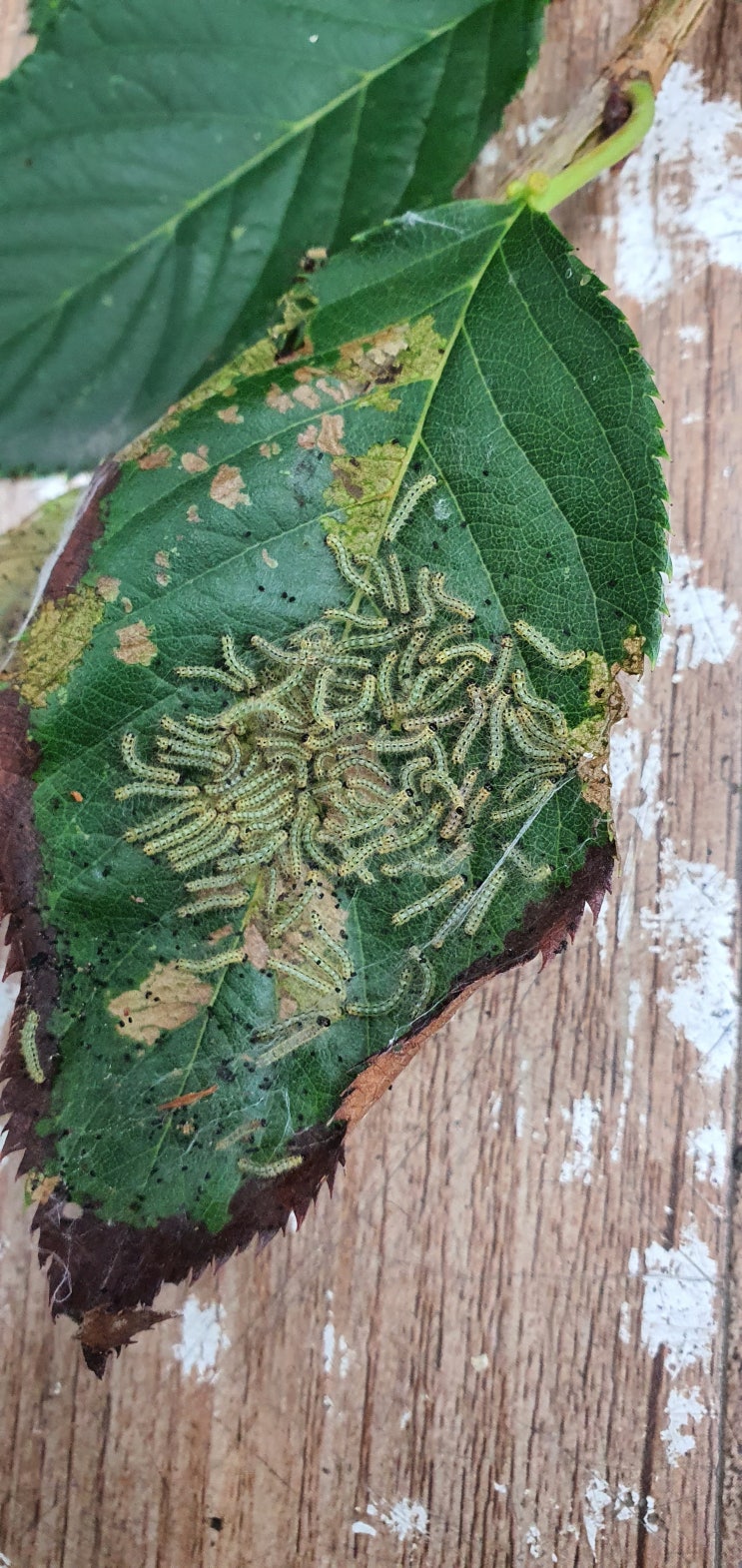  미국흰불나방 2화기, 그리고 세균성구멍병...