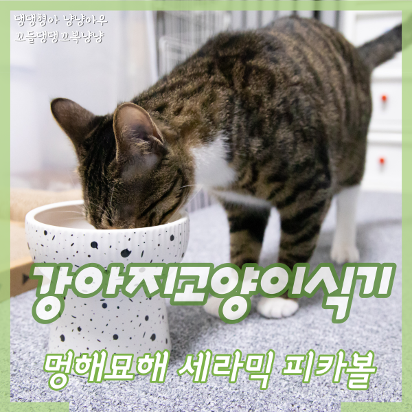  고양이식기 높이 중요한 이유, 세라믹 멍해묘해 밥그릇