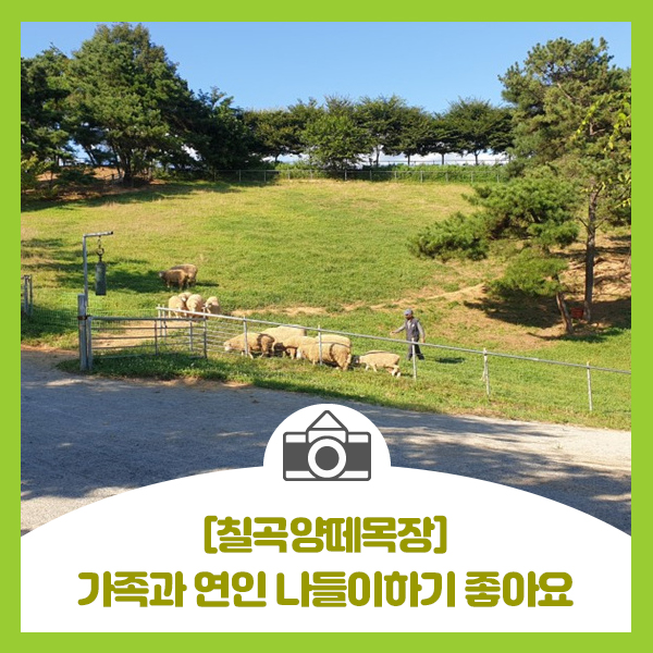  [칠곡양떼목장] 가족과 연인 나들이하기 좋아요